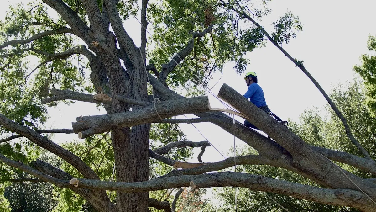 Professional Hazardous Tree Removal performed by certified arborists in Tarlton