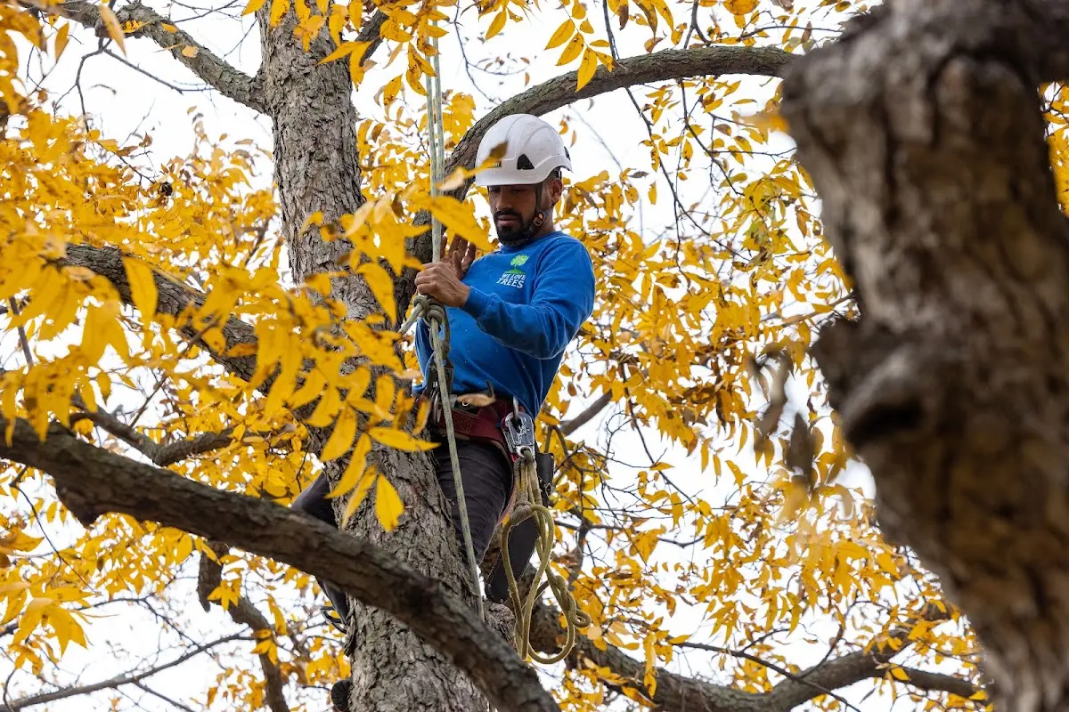Skilled Tree Trimming crew working in Tarlton
